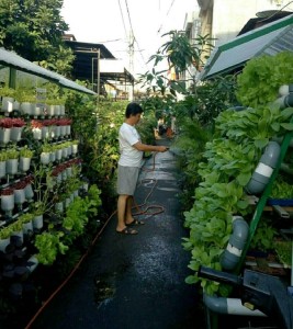 Manfaat Urban Farming Bagi Kesehatan